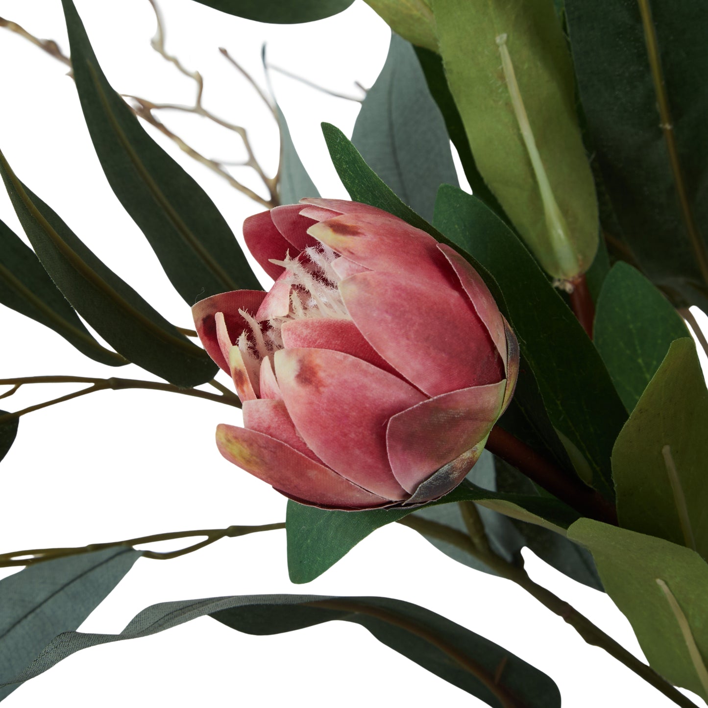 Protea Eucalyptus Mix in Alana Vase