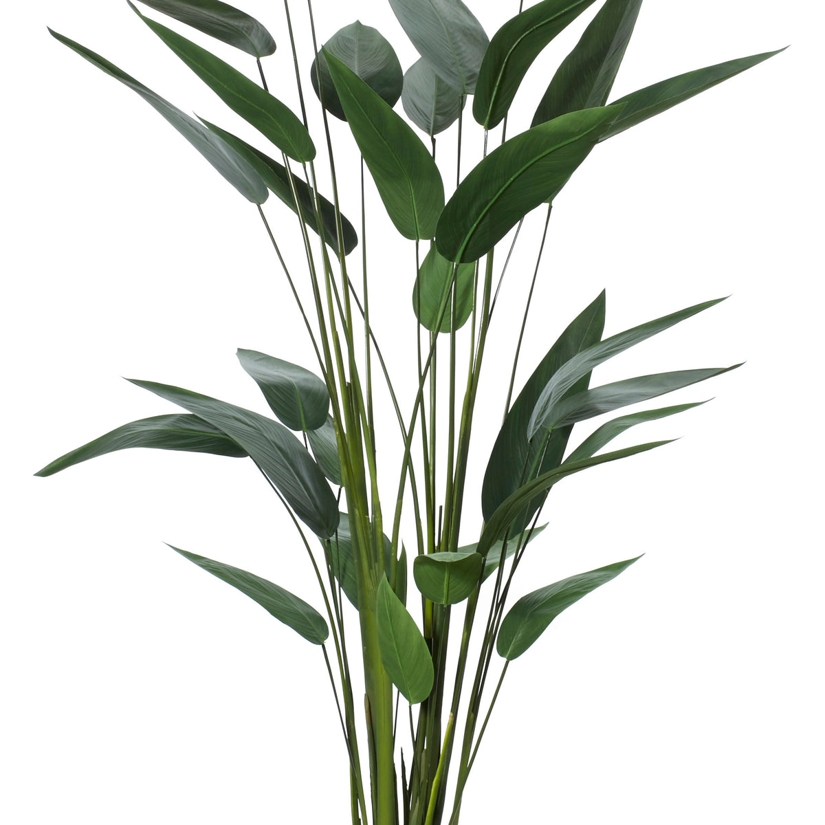 Sky Bird Plant Green