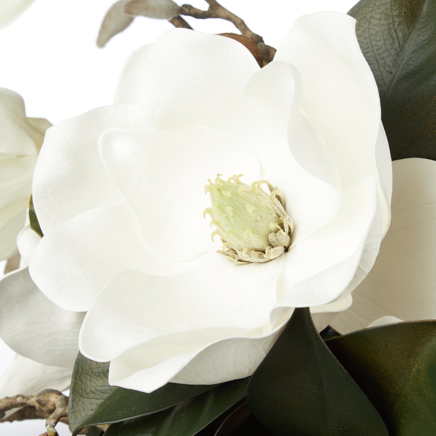 Magnolia Grandiflora in Claire Vase