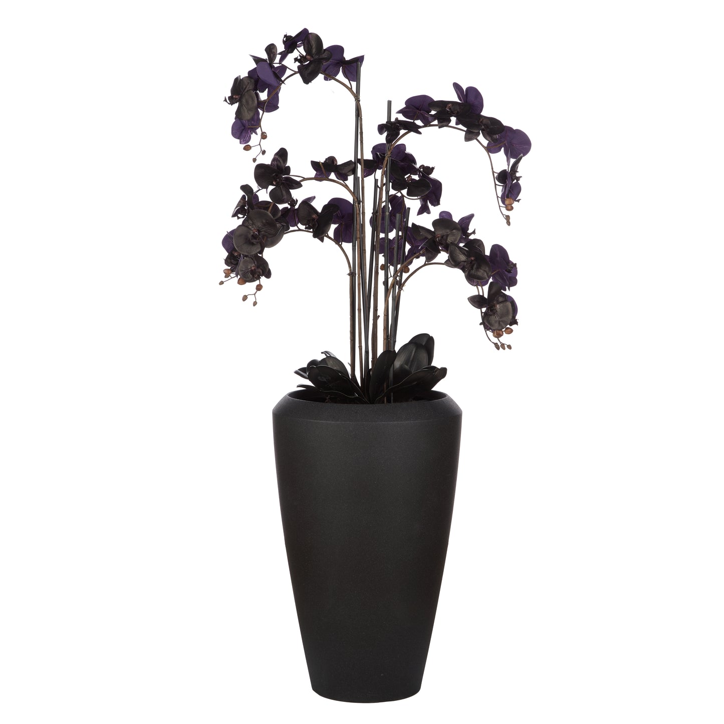Phalaenopsis Orchid in Vienna Tall Planter Black