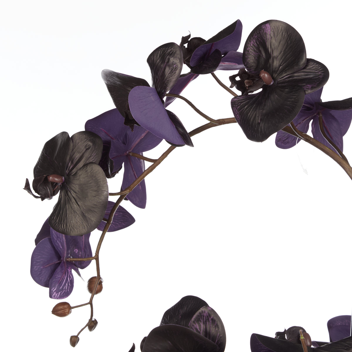 Phalaenopsis Orchid in Vienna Tall Planter Black