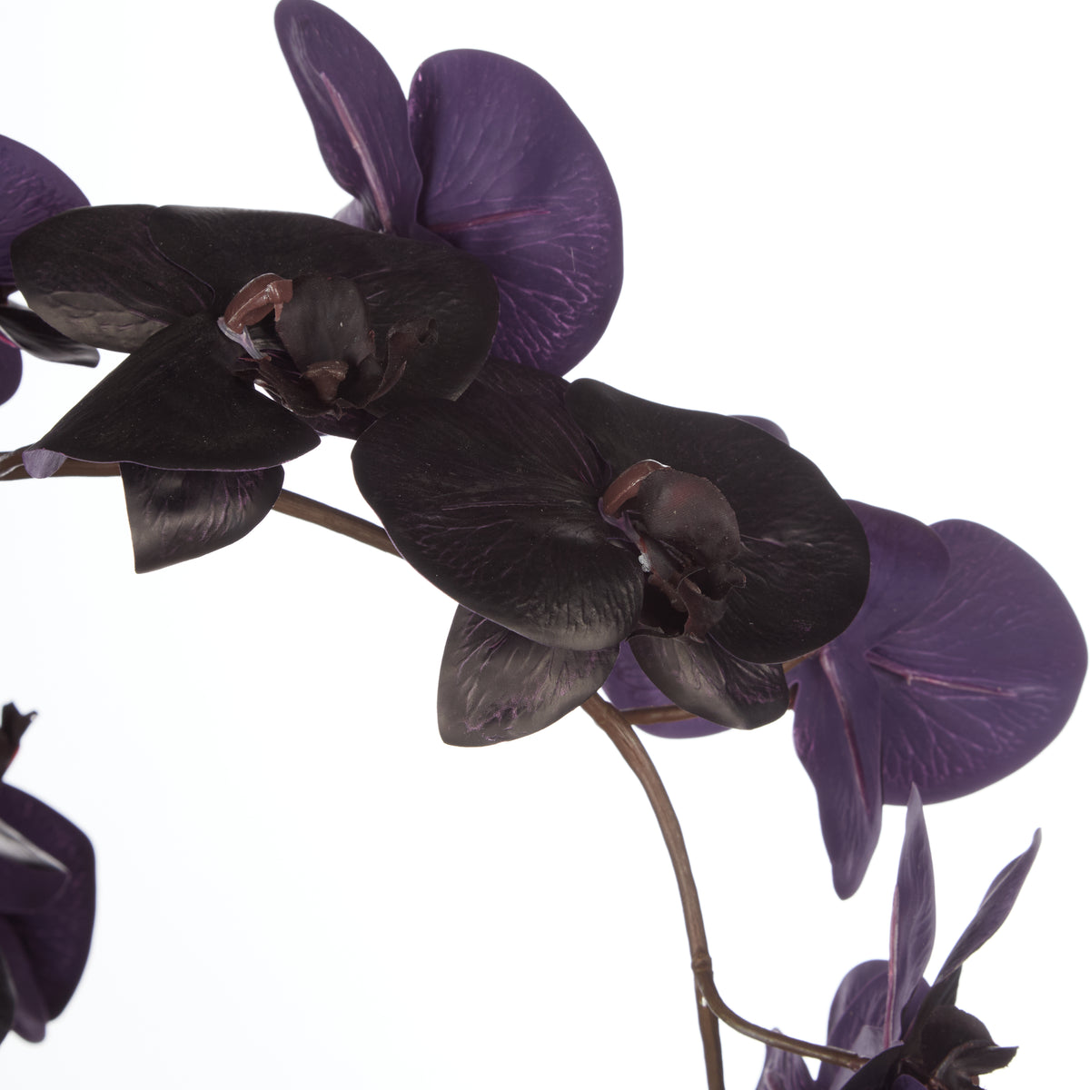 Phalaenopsis Orchid in Vienna Tall Planter Black
