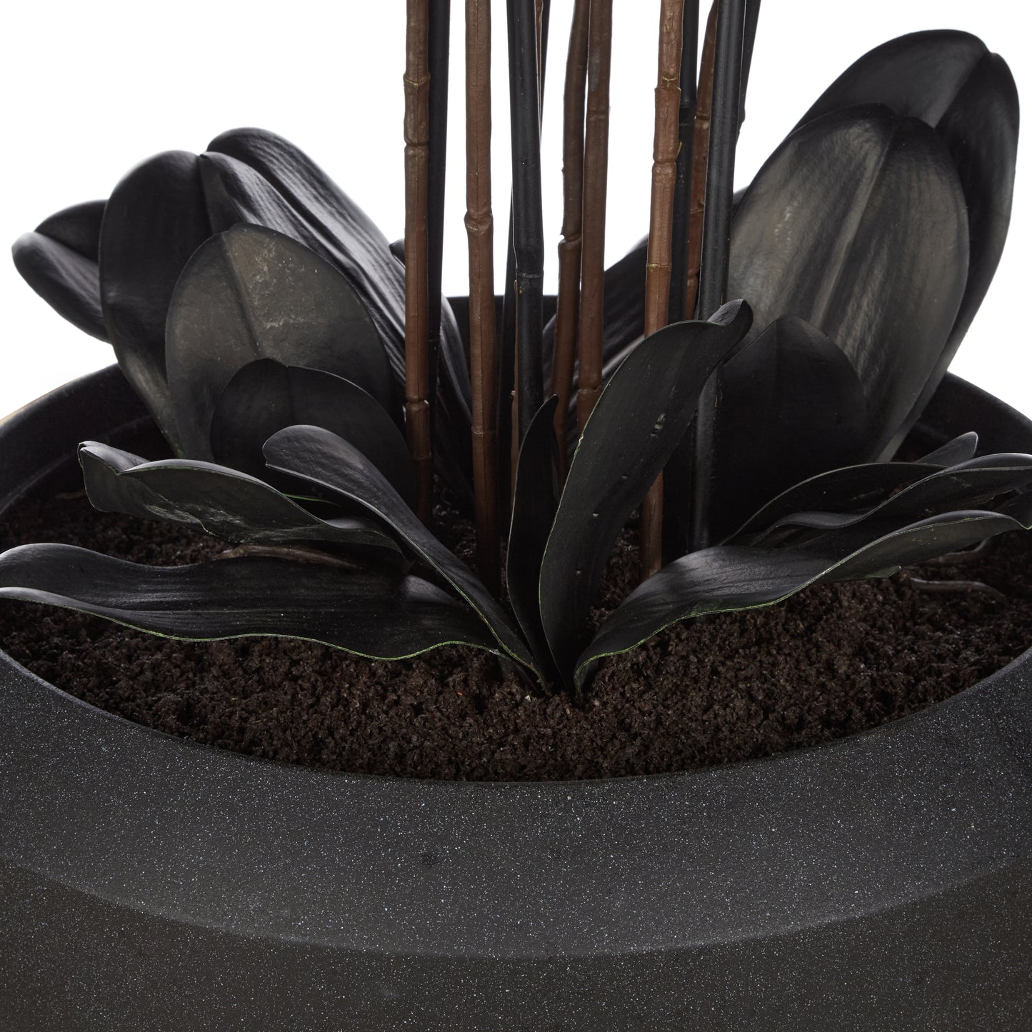 Phalaenopsis Orchid in Vienna Tall Planter Black