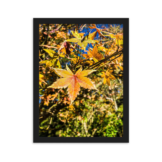 Autumn Leaves