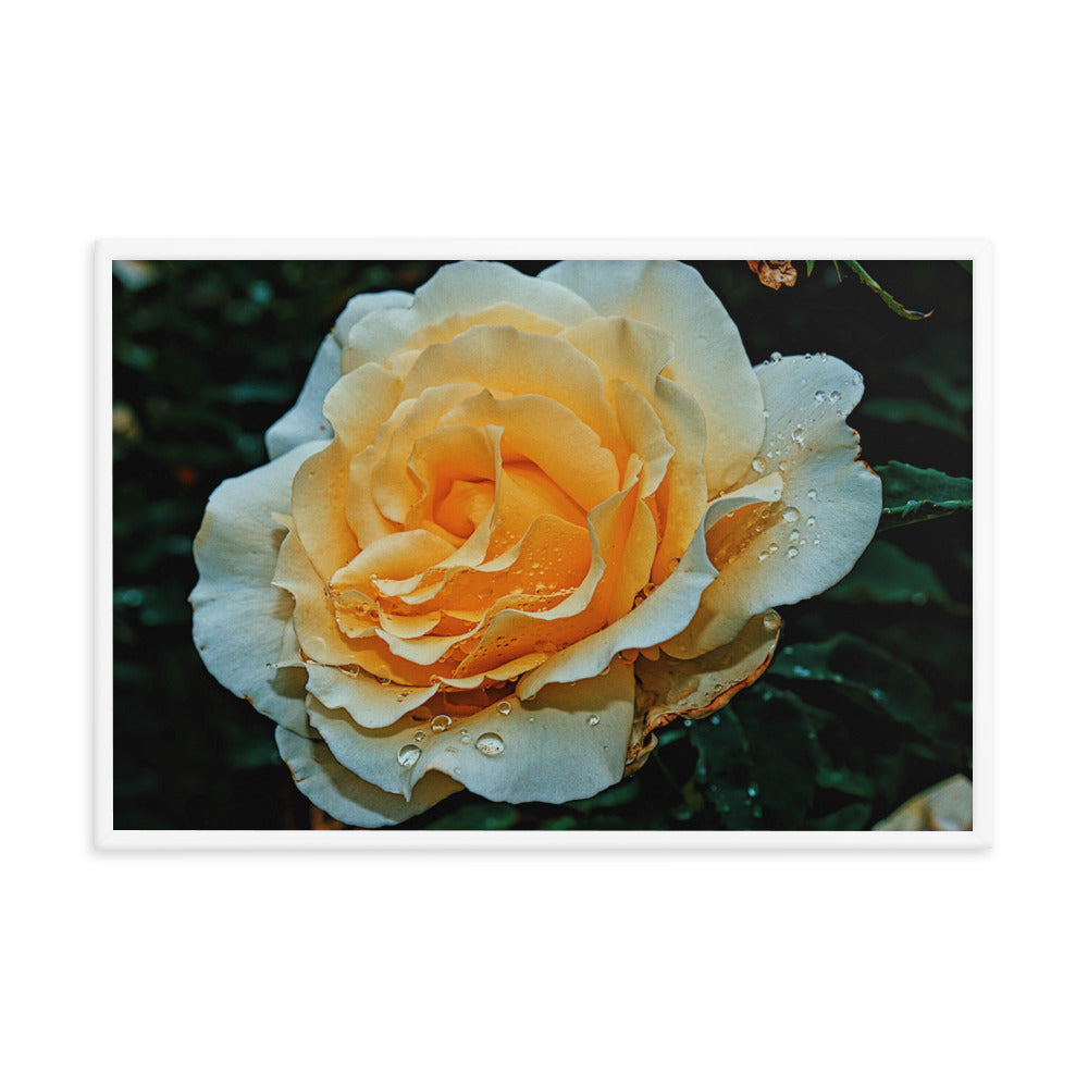 Country Rose
