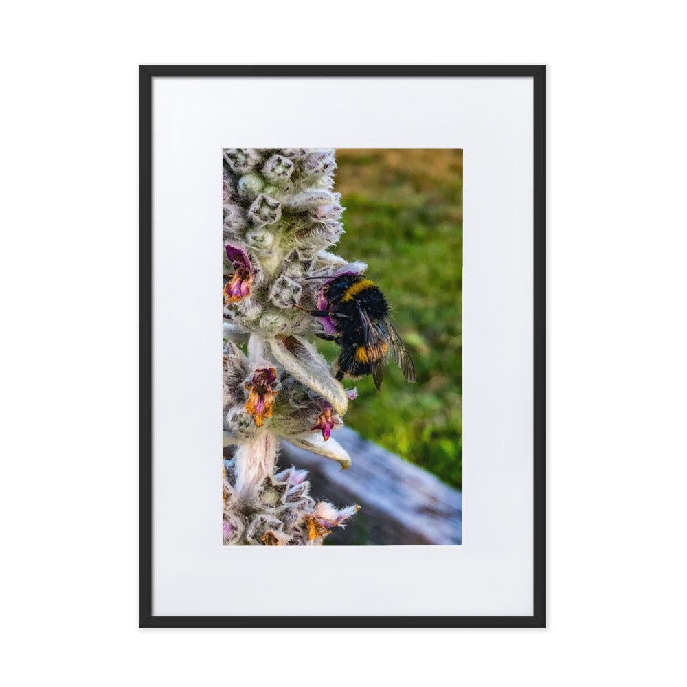 Fuzzy Bee