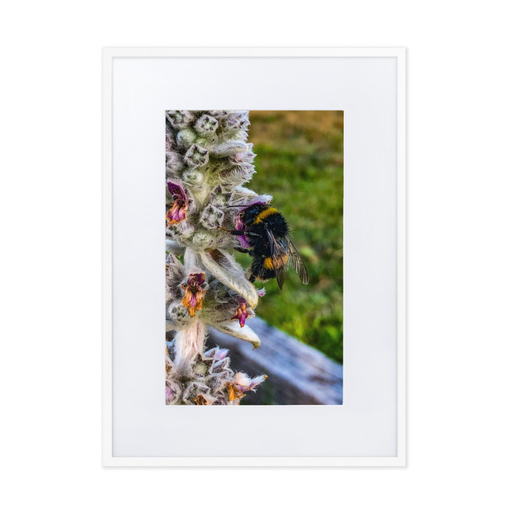 Fuzzy Bee