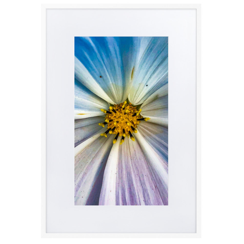 Colour Pop Daisy