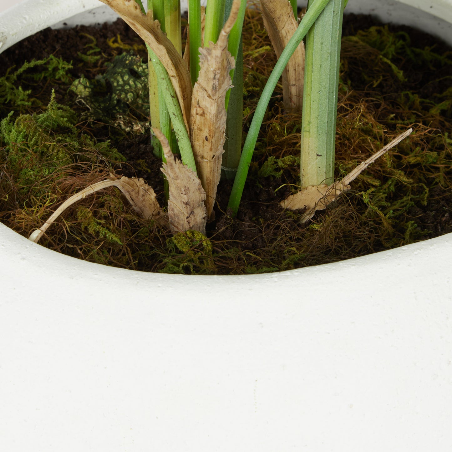 Phoenix Palm - Lyon Organic Planter Green & White