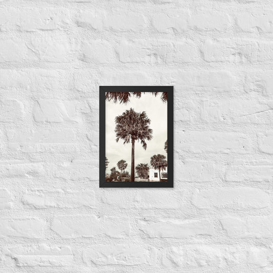 Palm View