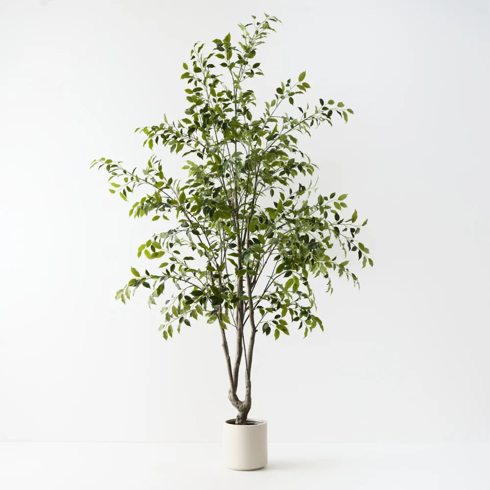Ficus Tree