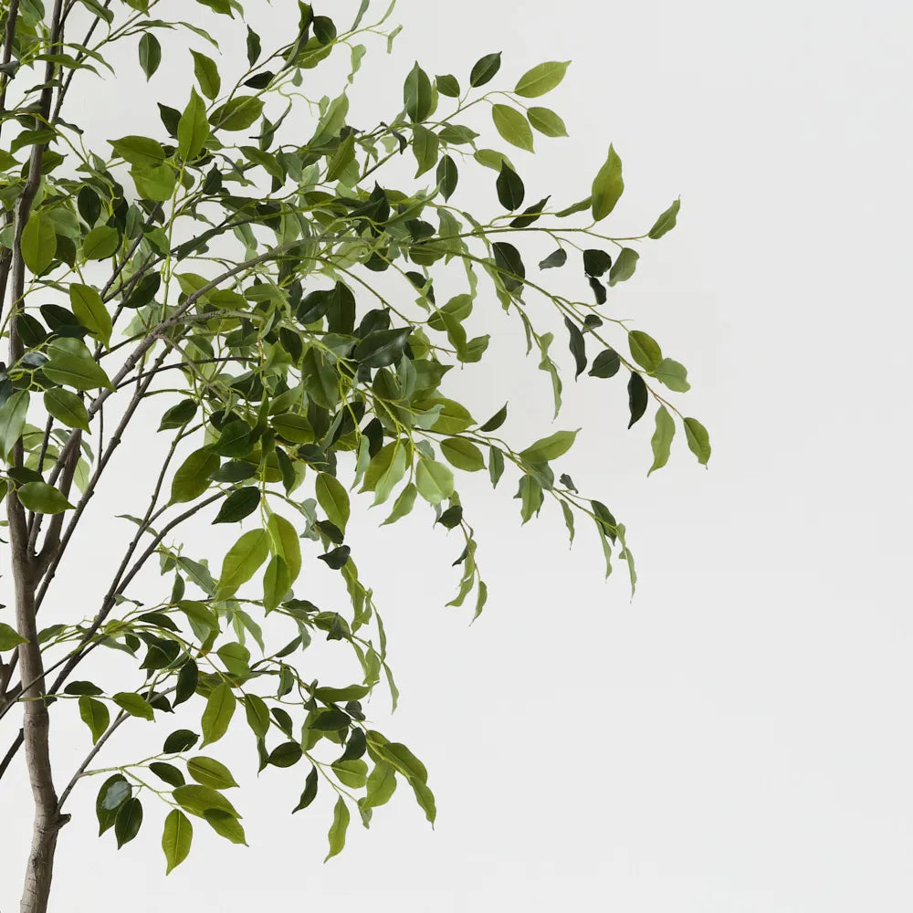 Ficus Tree
