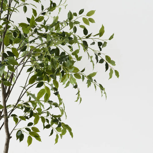 Ficus Tree