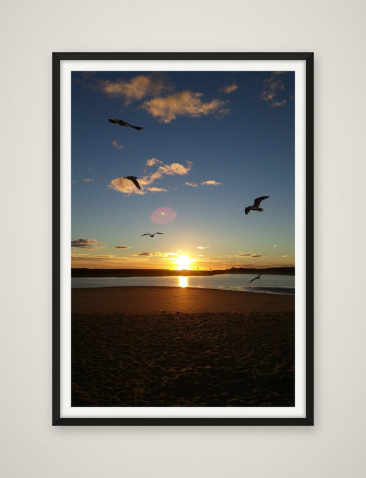 Gulls at Golden Hour