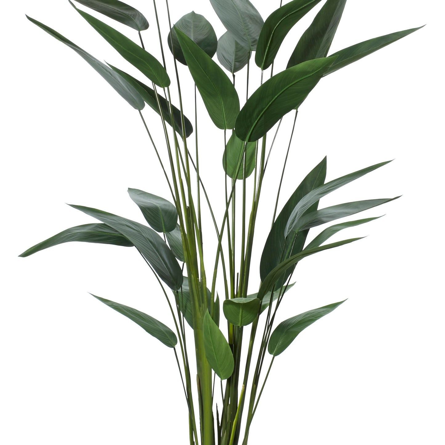 Sky Bird Plant Green