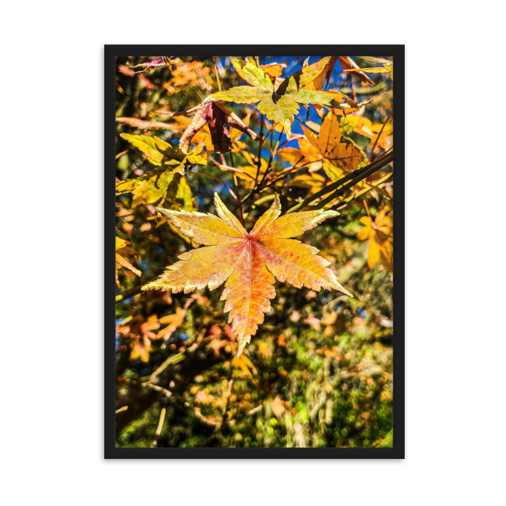 Autumn Leaves