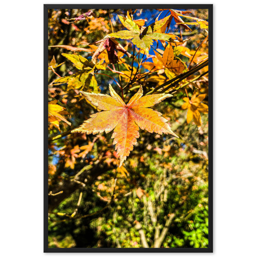 Autumn Leaves