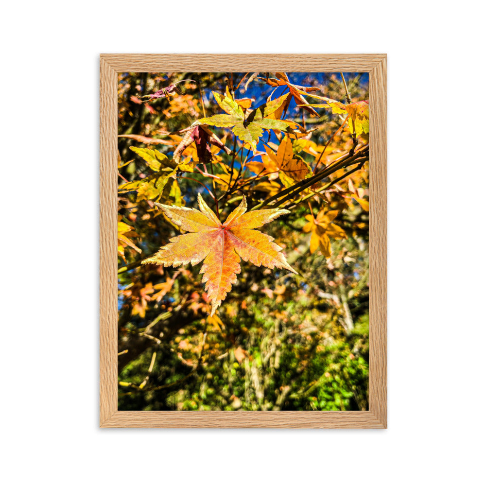 Autumn Leaves