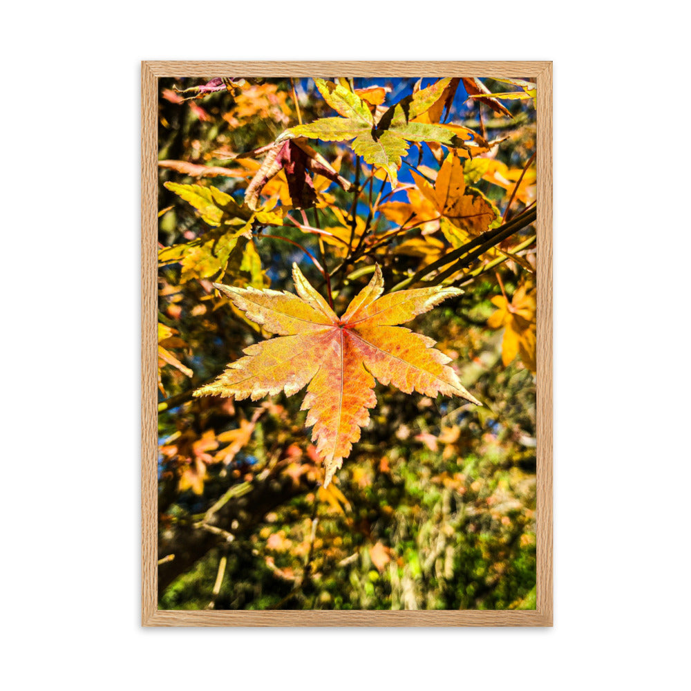 Autumn Leaves