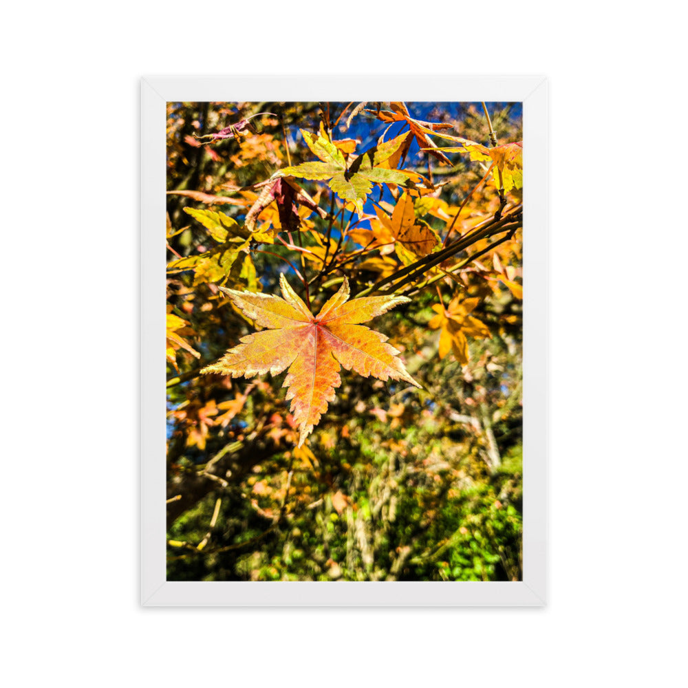 Autumn Leaves
