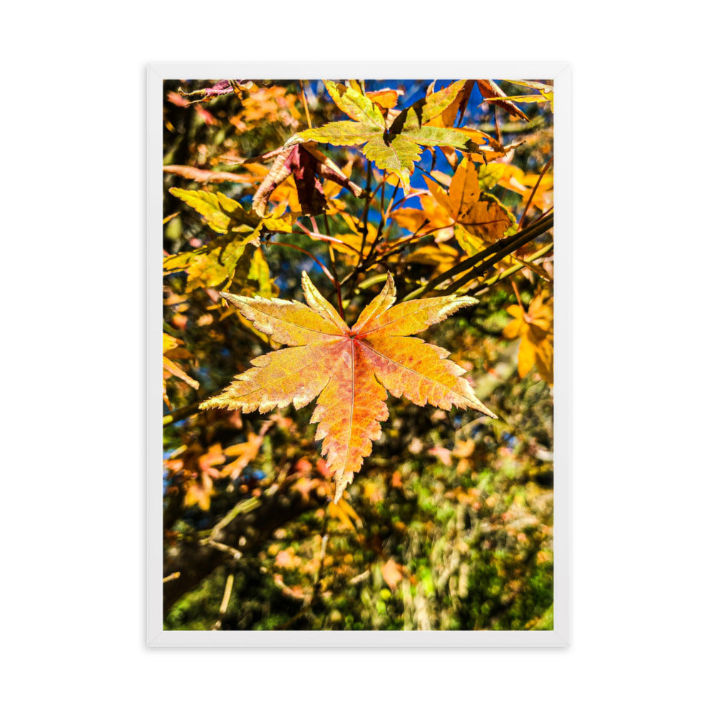 Autumn Leaves