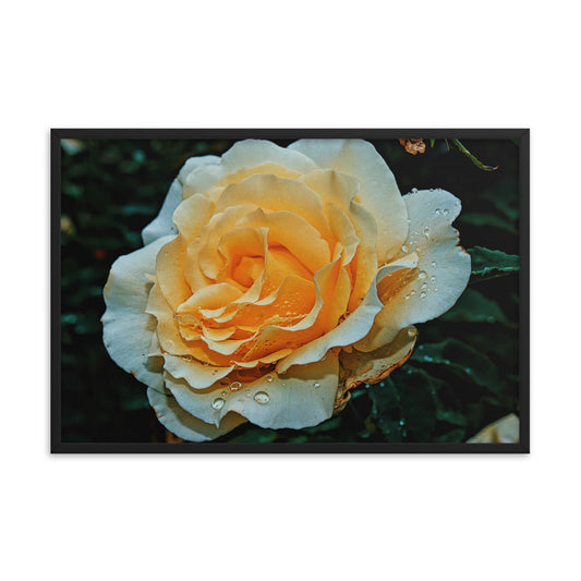 Country Rose