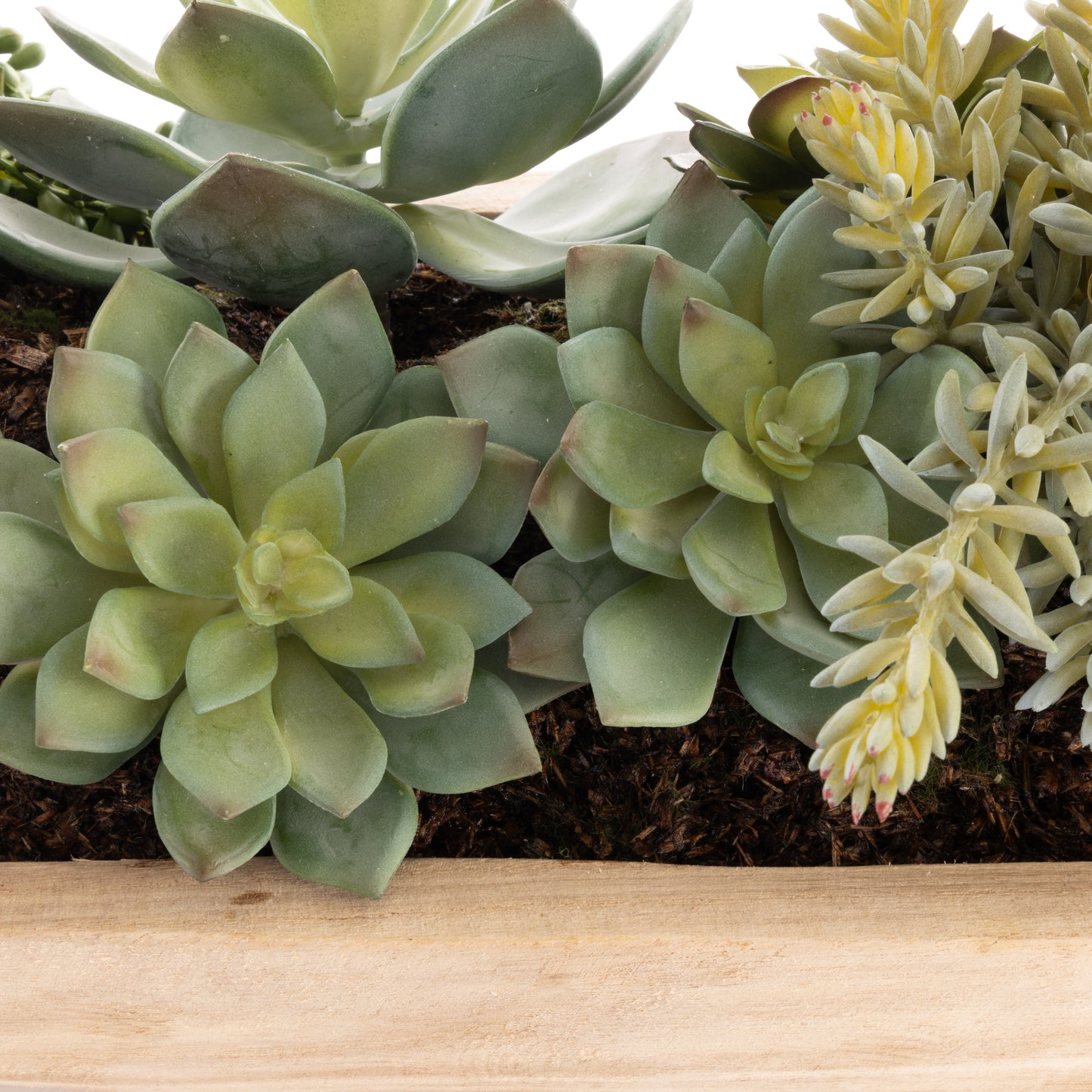 Echeveria Succulent Garden - Dansk Green