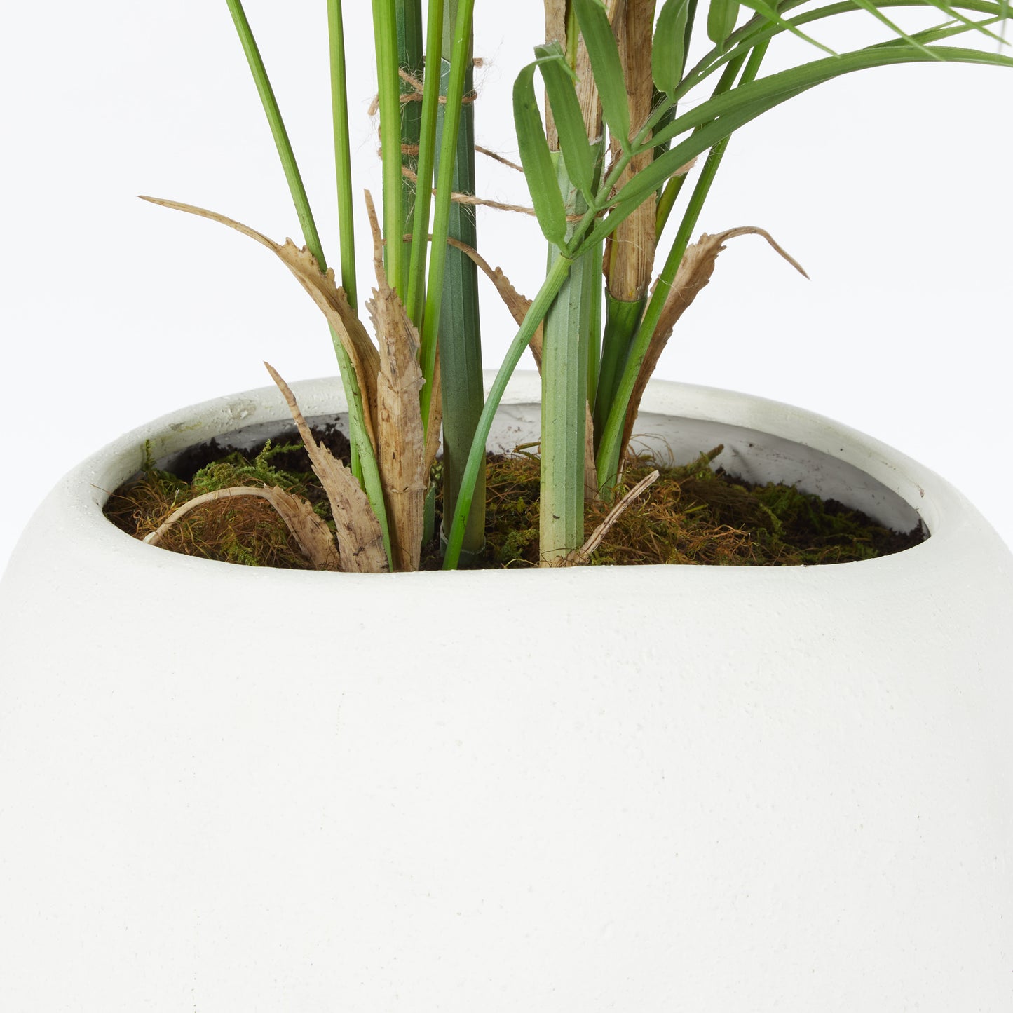 Phoenix Palm - Lyon Organic Planter Green & White