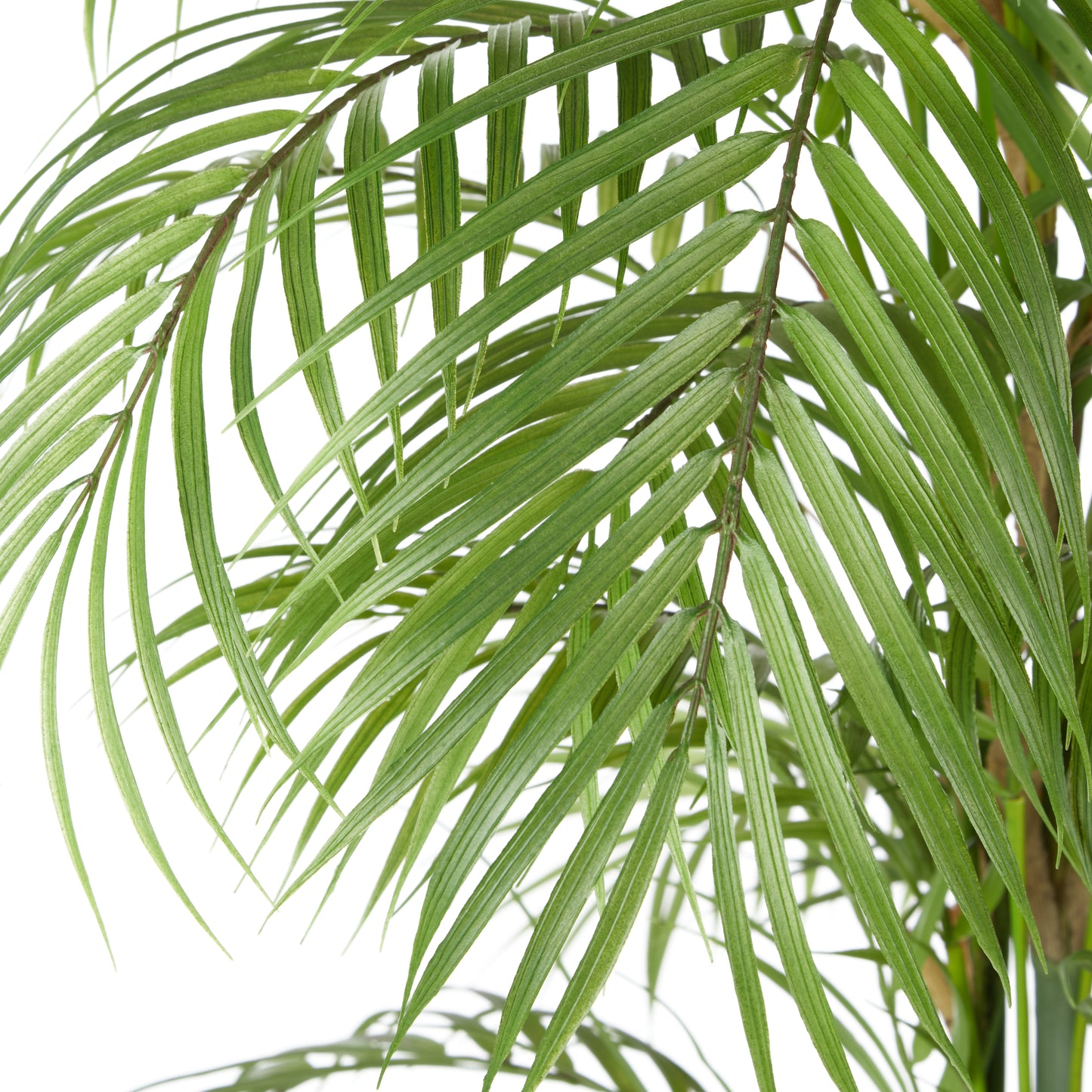 Phoenix Palm - Lyon Organic Planter Green & White