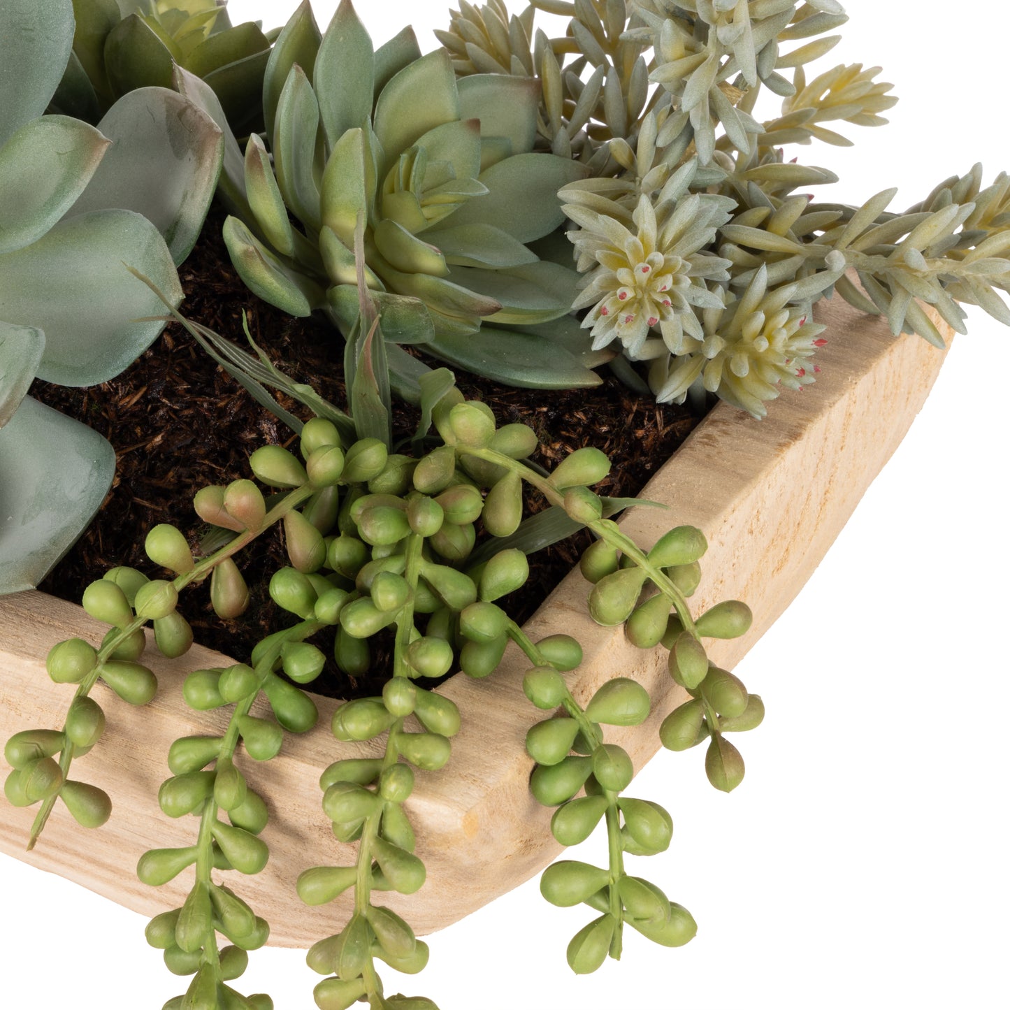 Echeveria Succulent Garden - Dansk Green