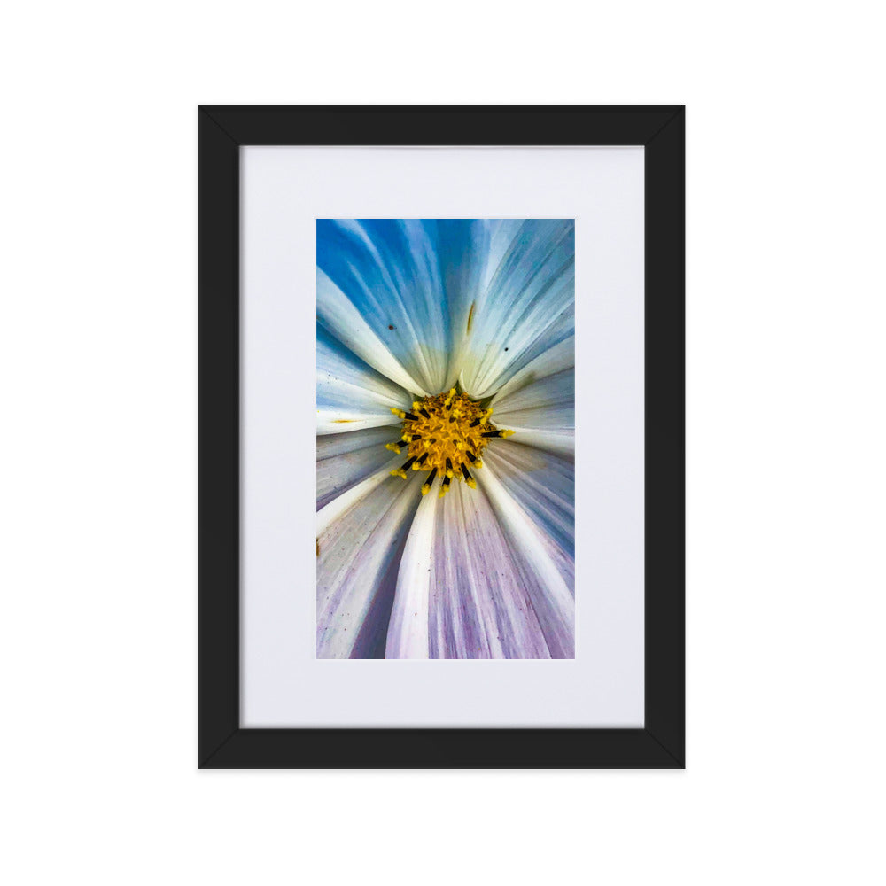 Colour Pop Daisy