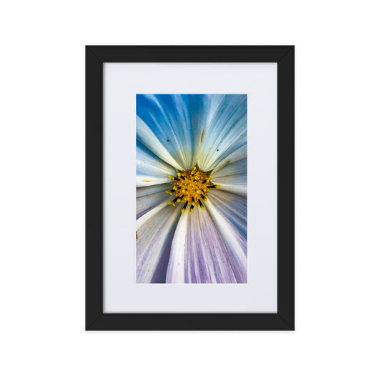 Colour Pop Daisy