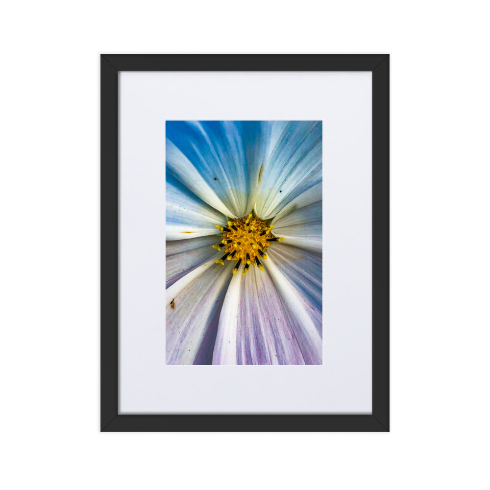 Colour Pop Daisy