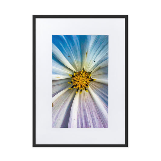Colour Pop Daisy