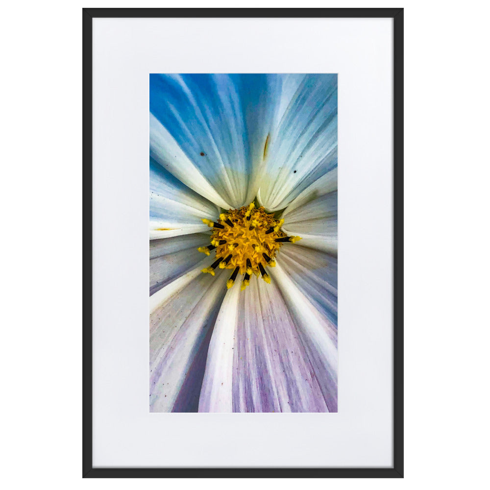 Colour Pop Daisy