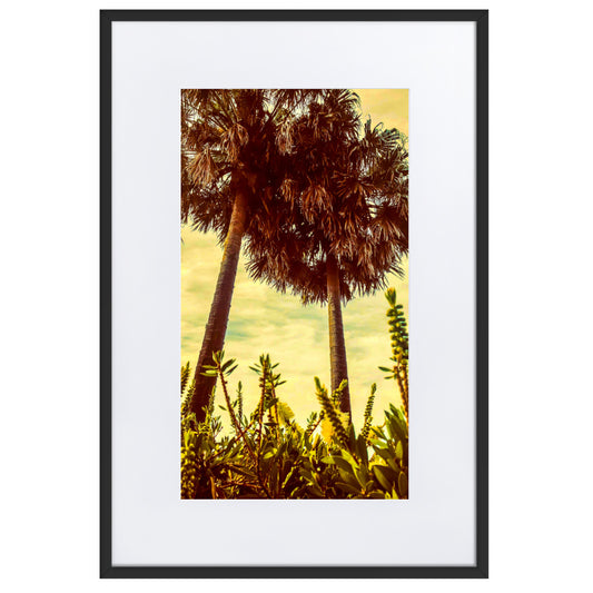 Two Palms