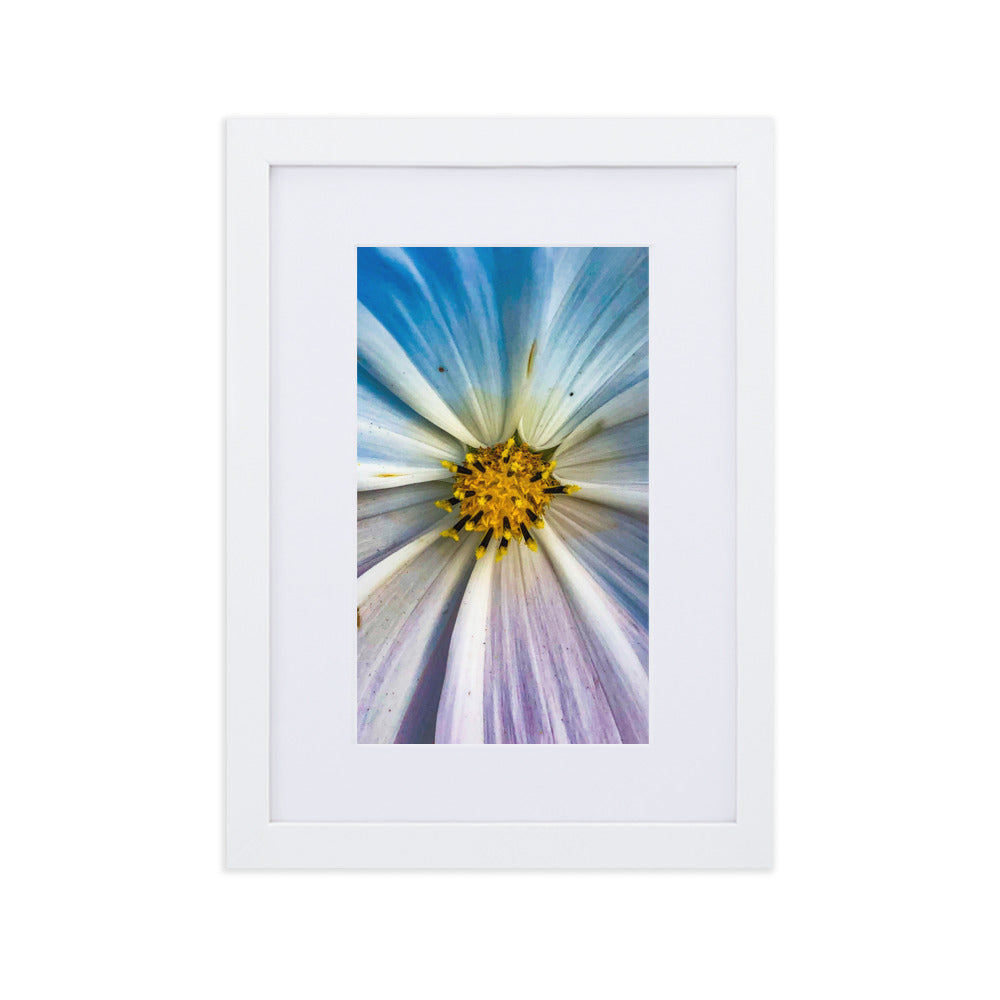 Colour Pop Daisy