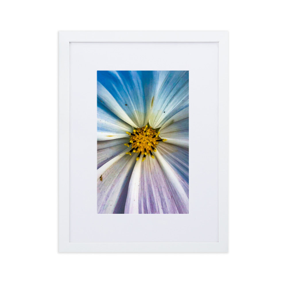 Colour Pop Daisy
