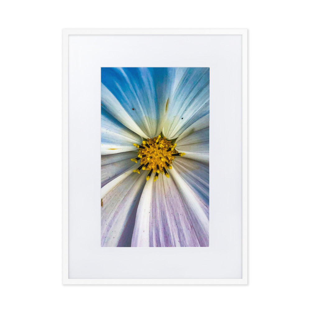 Colour Pop Daisy