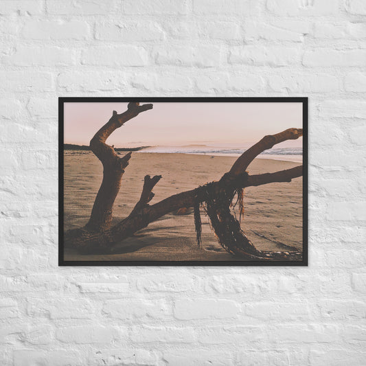 Drift Wood