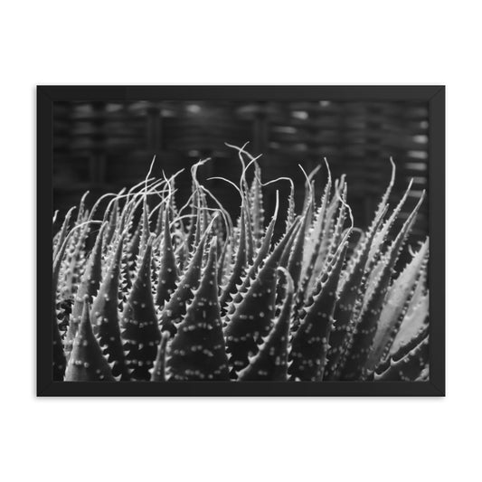 Black and white Succulent Details Print