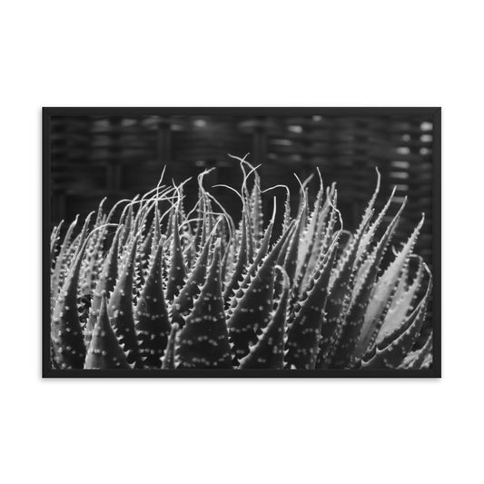 Black and white Succulent Details Print